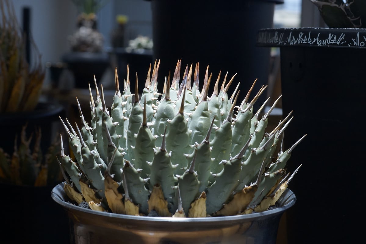 229 アガベ ユタエンシス エボリスピナ fit=scale-down,w=1200