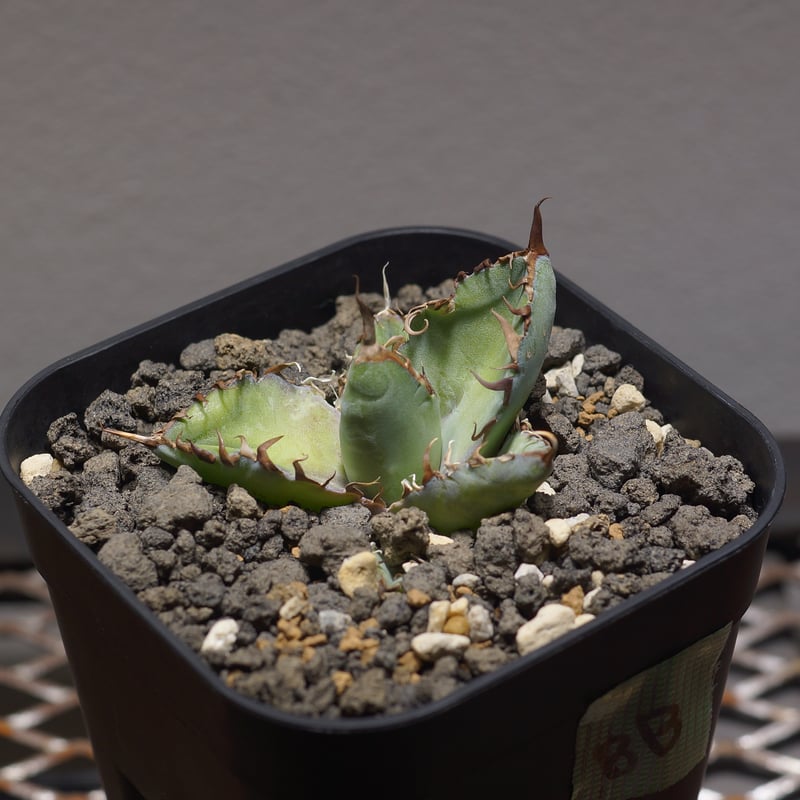 アガベ チタノタ ブラックアンドブルー/bb-35 | アガベ専門店