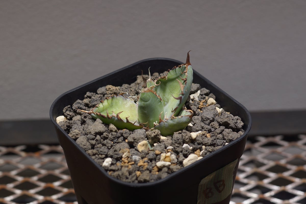 アガベ チタノタ ブラックアンドブルー/bb-35 | アガベ専門店