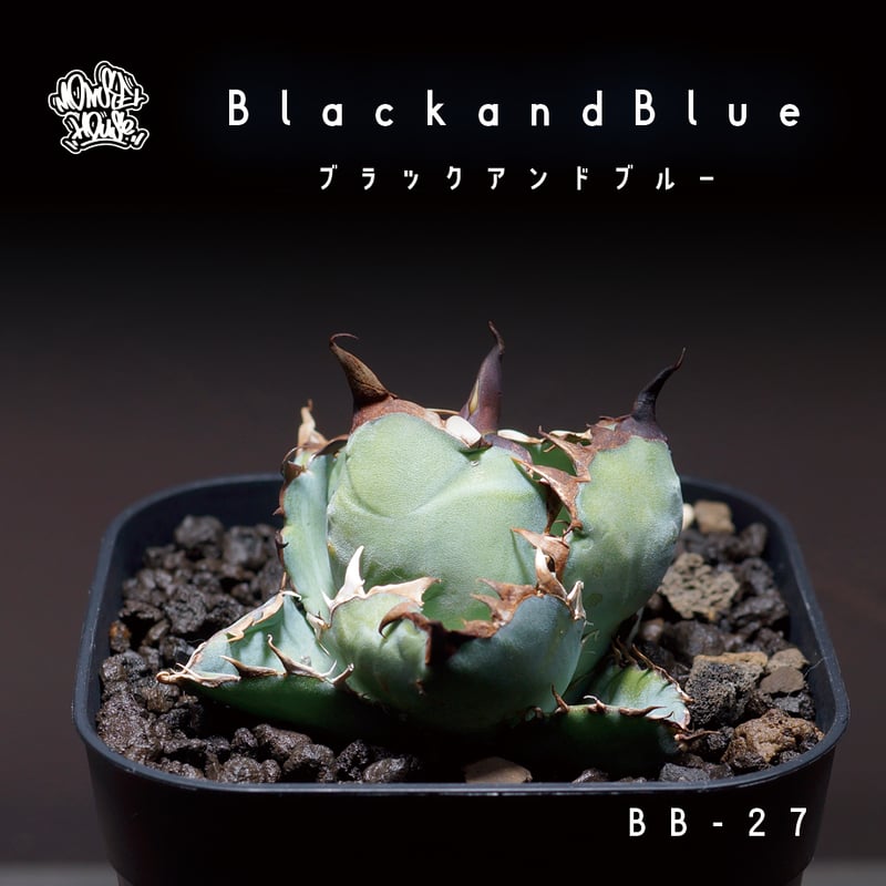 アガベ チタノタ ブラックアンドブルー/bb-27 | アガベ専門店 アガベ チタノタ ブラックアンドブルー/bb-27 | アガベ専門店