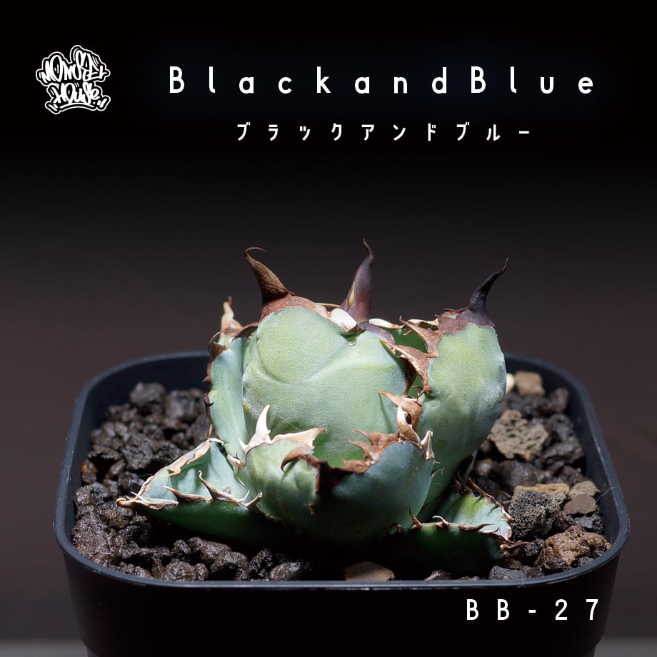 販売休止中です、胴切りチタノタ　ブラックアンドブルー fit=scale-down,w=1200