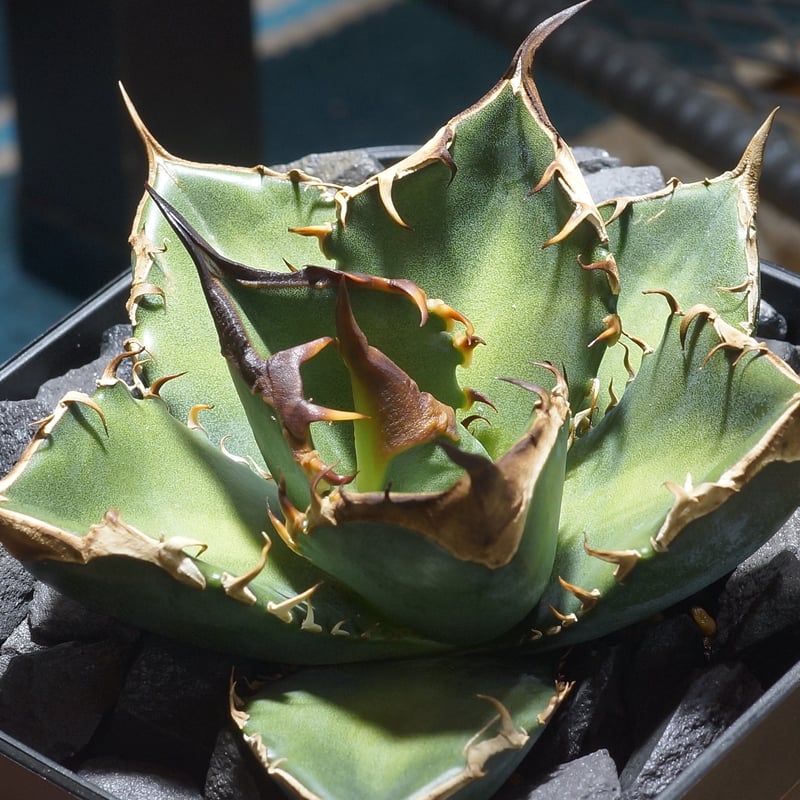 アガベ チタノタ 緑犀牛/ Dragon Agave産 GR-04 | アガベ専門店 モンス