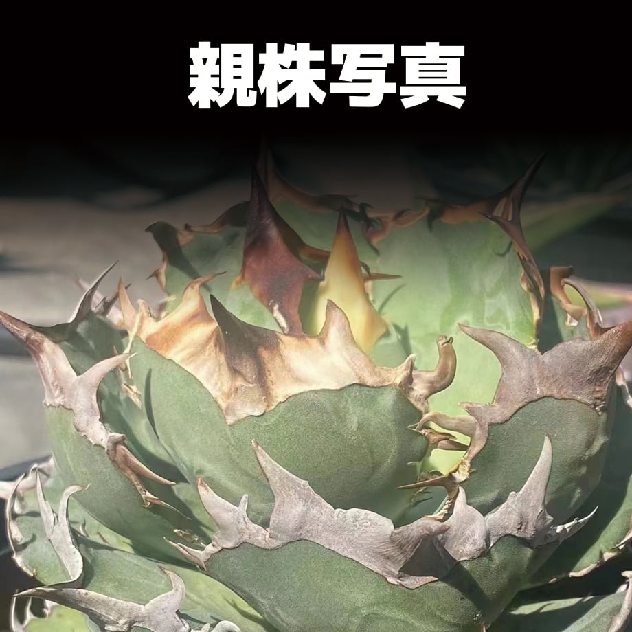 アガベ 龍牙　二頭　ダブルヘッド アガベ チタノタ 龍牙 / RG-02 | アガベ専門店 モンスターハウス
