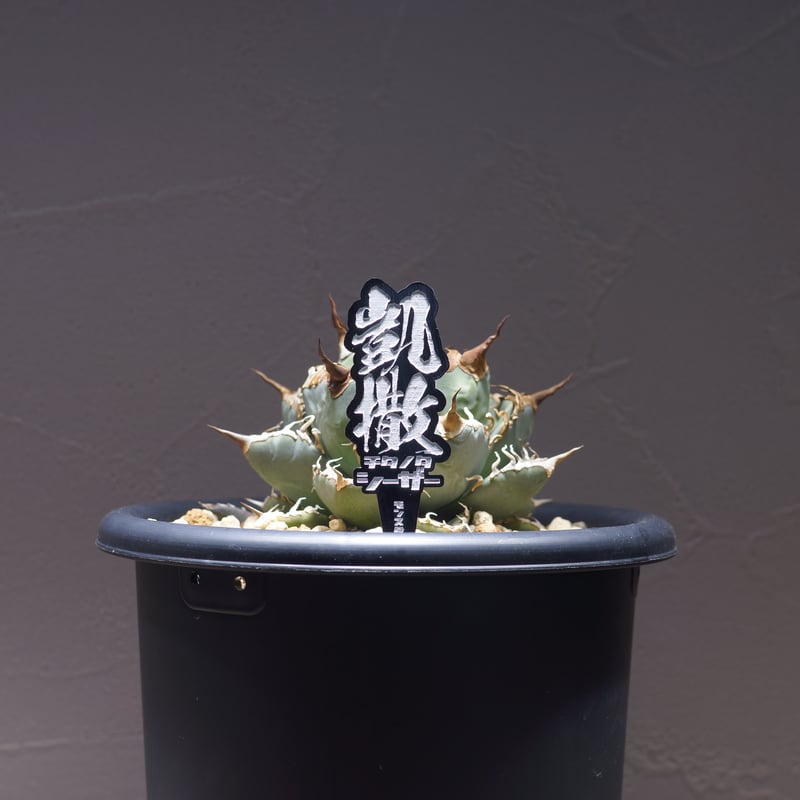 アガベ 品種 プランツタグ 黒】チタノタ シーザー(凱撒 アガベ 品種 プランツタグ 黒】チタノタ シーザー(凱撒