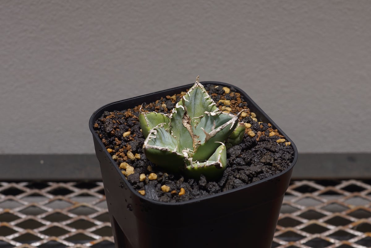 アガベ チタノタ 南アフリカダイヤモンド / SAD-05 | アガベ専門店