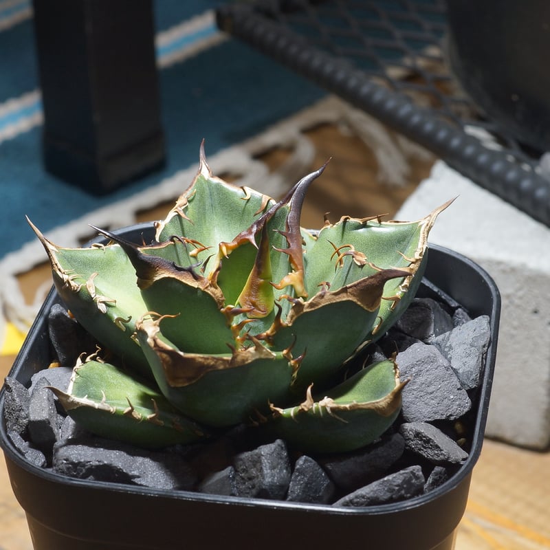 アガベ チタノタ 緑犀牛/ Dragon Agave産 GR-03 | アガベ専門店 モンス