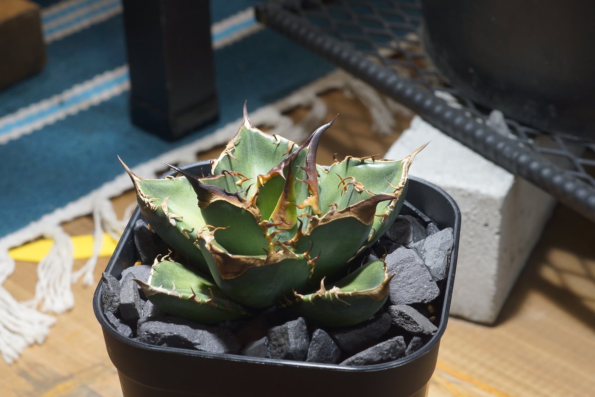 fit=scale-down,w=1200