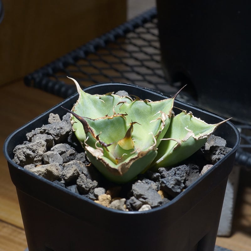 アガベ チタノタ 黒豹/子株 BP-09 | アガベ専門店 モンスターハウス