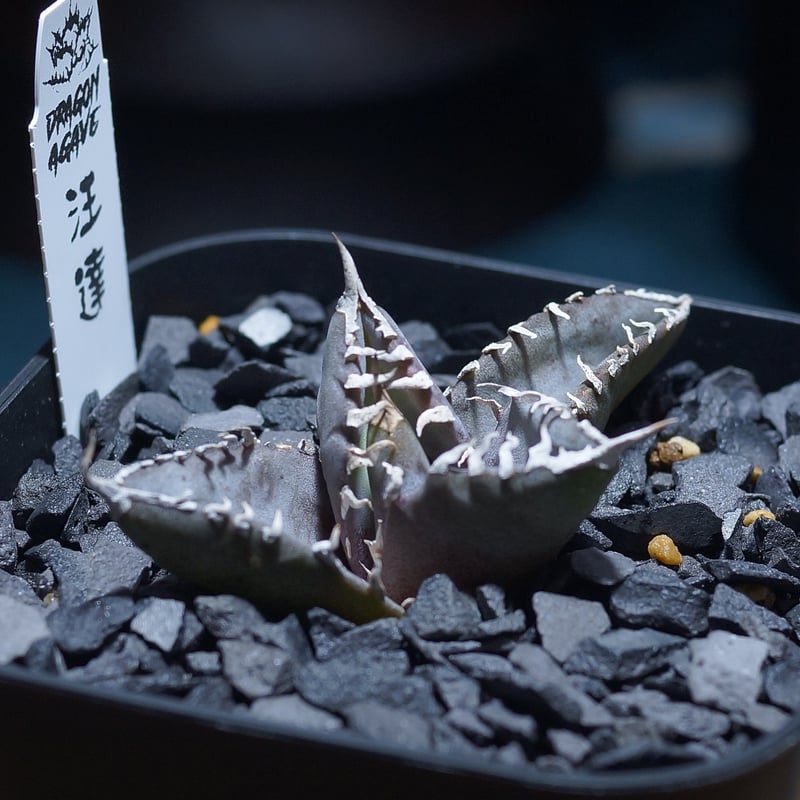 アガベ　チタノタ　まとめ売り アガベ チタノタ FO-222 STANO LAB産（台湾）001 – linkplants