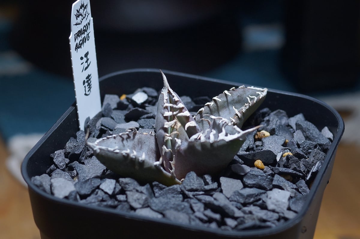 アガベ チタノタ 汪達/ Dragon Agave産 wd-01 | アガベ専門店 モンスタ