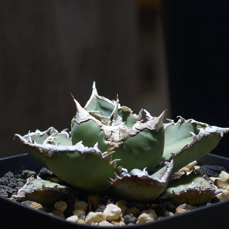 アガベ5株セット　狼人　大白鯊　オアハカ子株　星空　スーパーチタノタ アガベ5株セット 狼人 大白鯊 オアハカ子株 星空 スーパーチタノタ