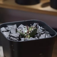 アガベ　悪魔的オアハカ　親株 オアハカ実生 親株 - メルカリ