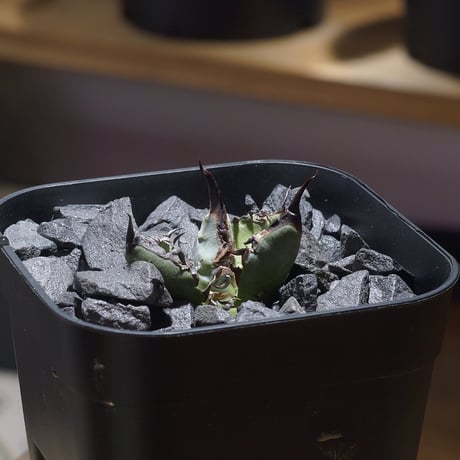希少plants monsters 作家鉢 陶器 検）塊根植物 アガベ パキプス 希少plants monsters 作家鉢 陶器 検）塊根植物 アガベ パキプス 鉢