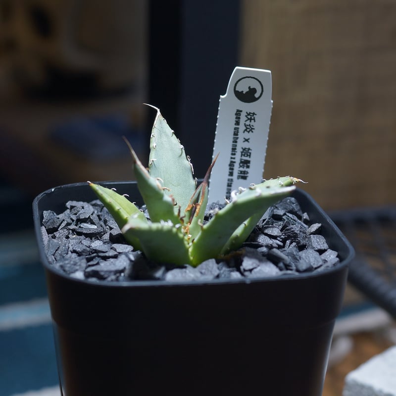 アガベ ハイブリッド 妖炎×姫厳竜/ Y×H-17 | アガベ専門店 モンスター