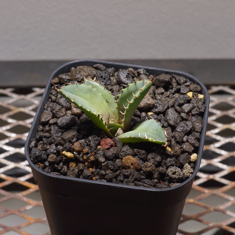 アガベチタノタ　龍牙 アガベ チタノタ 龍牙 agave titanota dragon fang 鉢付き発送 |