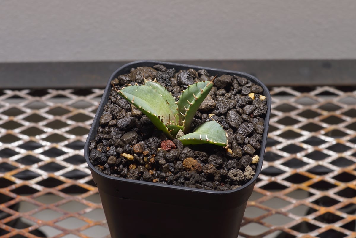 アガベ チタノタ 龍牙 / RG-01 | アガベ専門店 モンスターハウス アガベ チタノタ 龍牙 / RG-01 | アガベ専門店 モンスターハウス