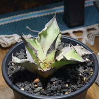 厳選個体】アガベチタノタ白鯨 子株 鉢付き（WW-11） | アガベ専門店