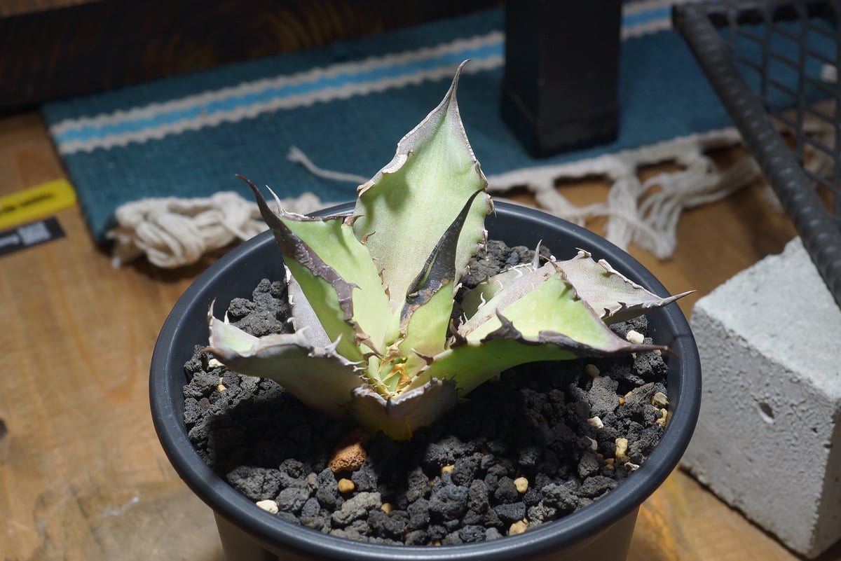 アガベ チタノタ Dennis 040 キングアーサー/ Dragon Agave産 D04