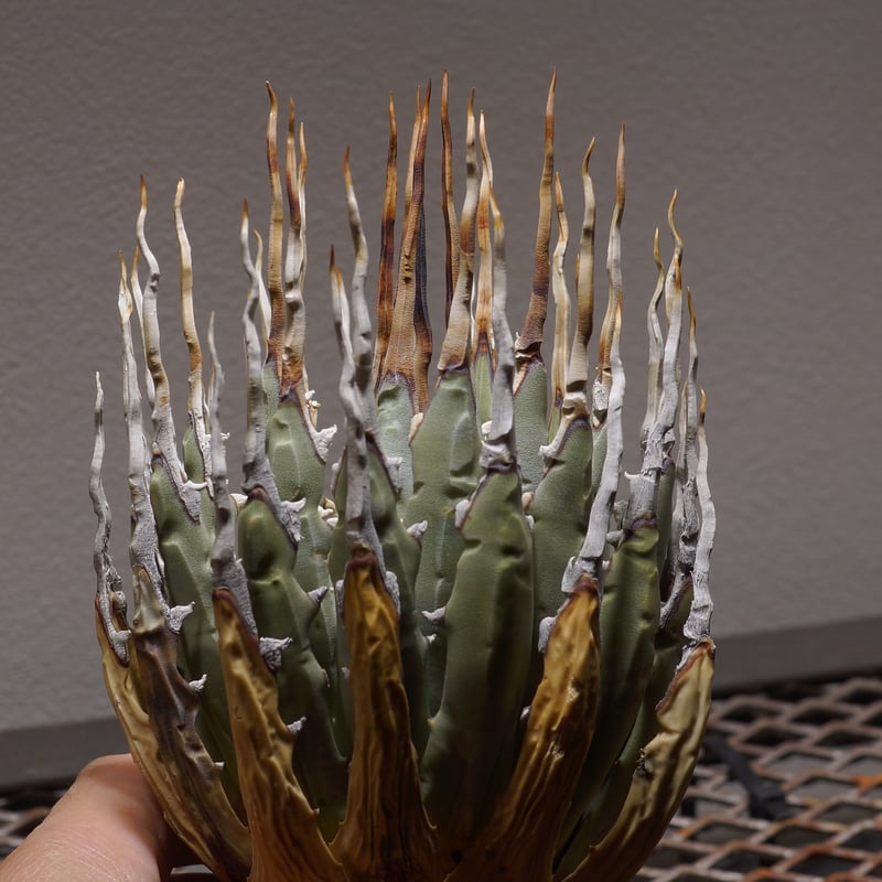 アガベ ユタエンシス エボリスピナ / ES-02 | アガベ専門店 モンスター