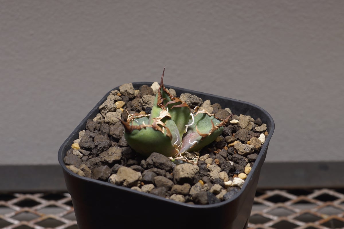 アガベ チタノタ シーザー 凱撒/cae-03 | アガベ専門店 モンスターハウス