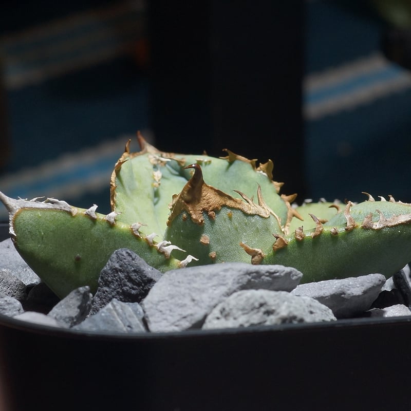 アガベ チタノタ 鰐亀 / WG-01 | アガベ専門店 モンスターハウス