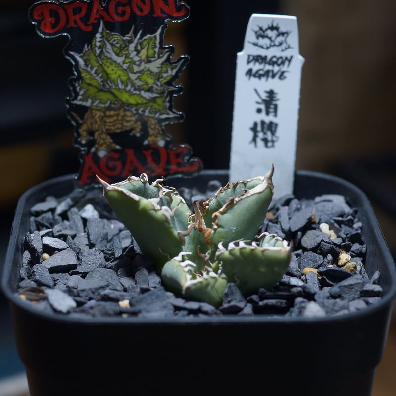 アガベ チタノタ 清櫻/ Dragon Agave産 so-02 | アガベ専門店 モンスタ