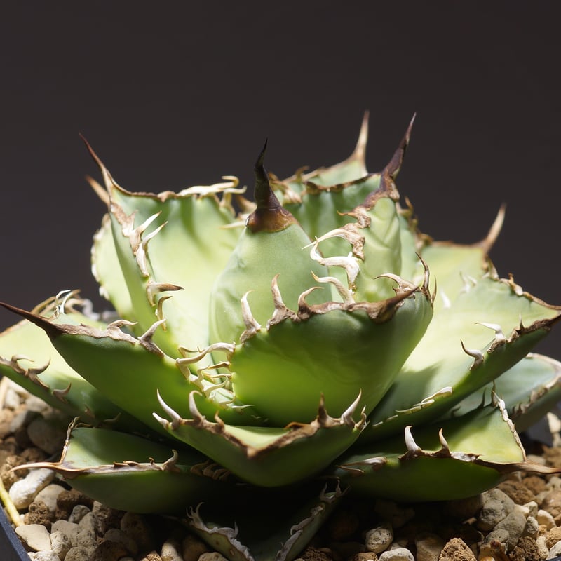 58 アガベ　チタノタ　覇王竜　美株　肉厚　ムチムチ　選抜　特選 アガベ チタノタ 覇王竜 HR-02 | アガベ専門店 モンスターハウス