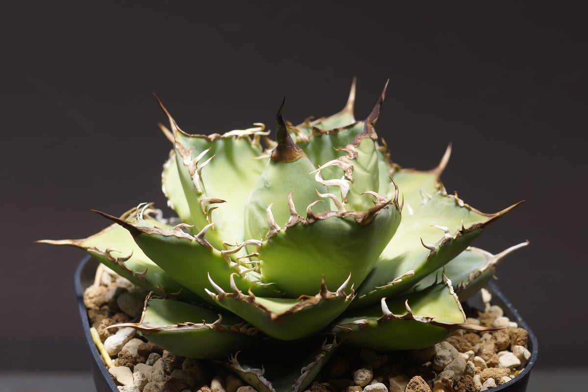 アガベ　チタノタ　王蟲 アガベ チタノタ 覇王竜 HR-02 | アガベ専門店 モンスターハウス