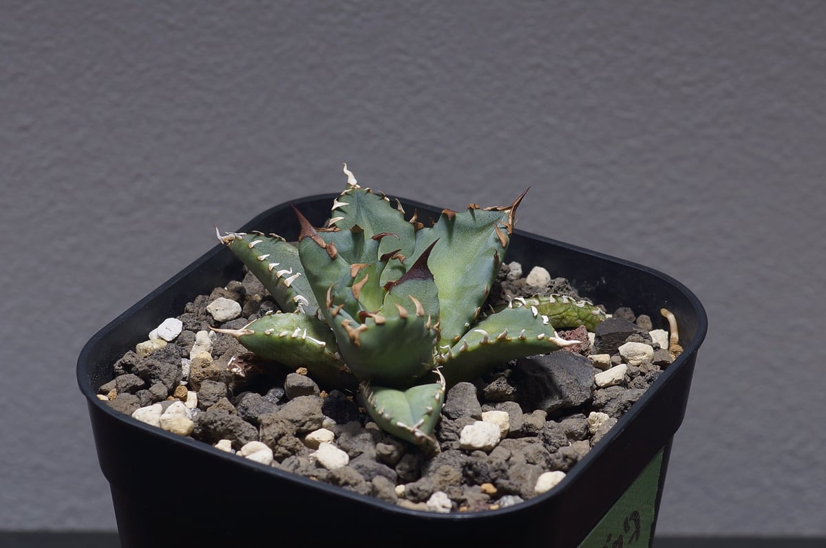 アガべ チタノタ 姫厳竜 アガベ チタノタ 姫厳竜 / HM-09 | アガベ専門店 モンスターハウス