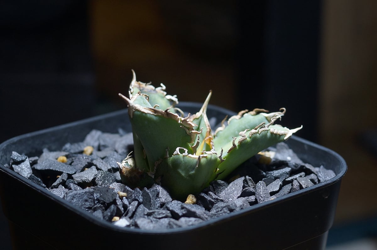 アガベ　チタノタ　幹立ち アガベ チタノタ 清櫻/ Dragon Agave産 so-03 | アガベ専門店