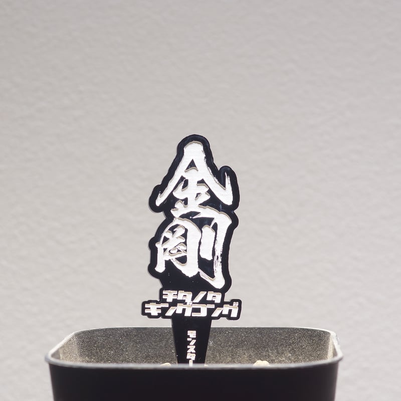 アガベ 品種 プランツタグ 黒】チタノタ 金剛 | アガベ専門店