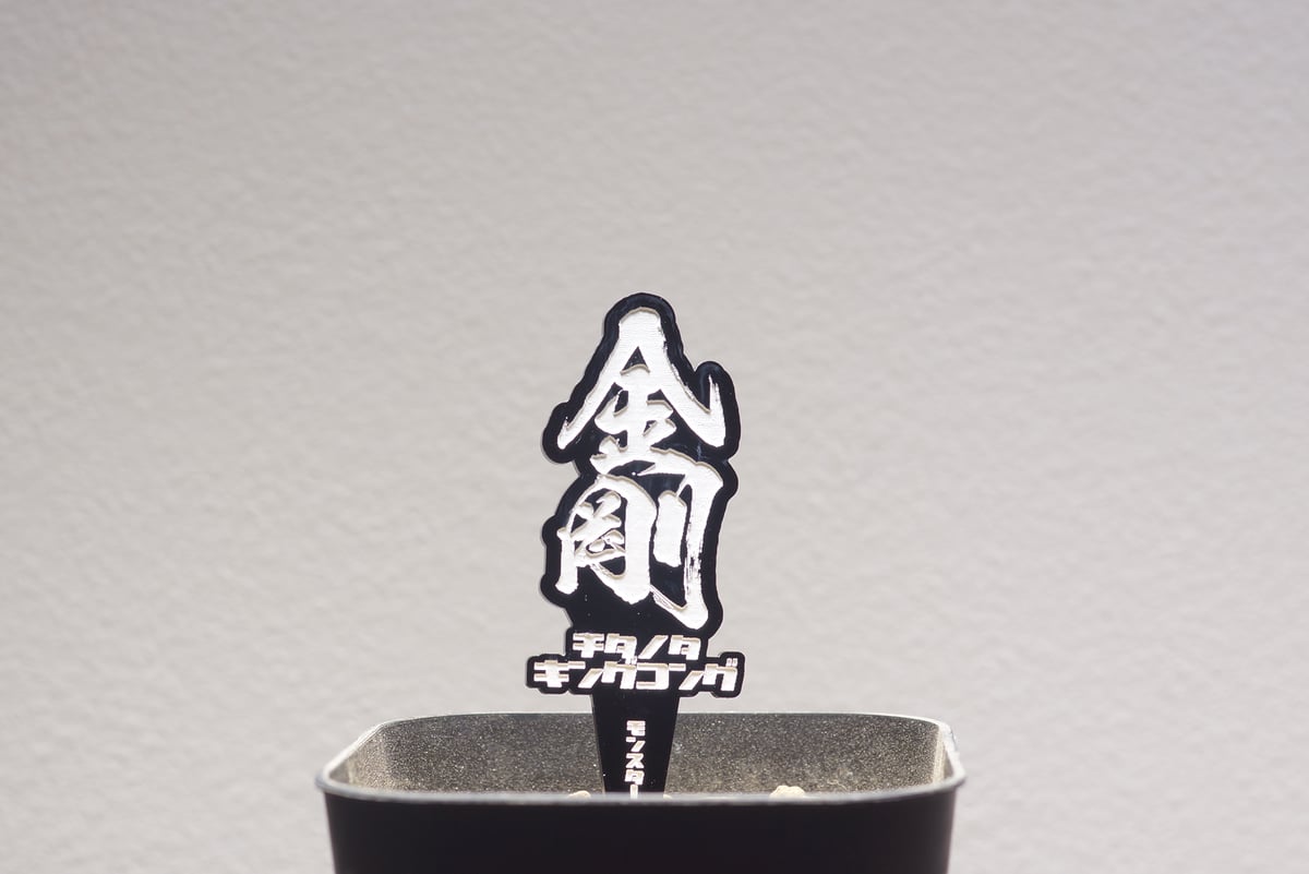 チタノタ　金剛 アガベ チタノタ 金剛 キングコング / KK-02 | アガベ専門店