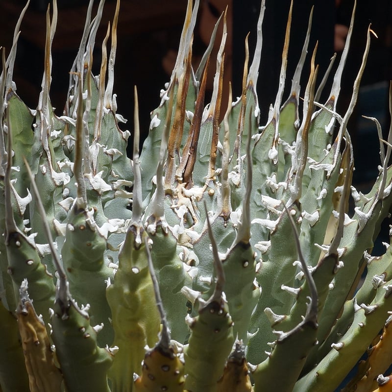 148 アガベ ユタエンシス エボリスピ 強棘 ホワイトスパイン 14 アガベ ユタエンシス エボリスピナ 太棘 強棘 ホワイトスパイン