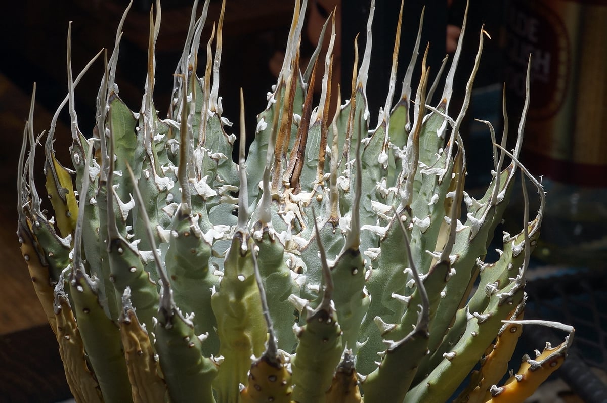 アガベ ユタエンシス エボリスピナ / ES-25 | アガベ専門店 モンスター