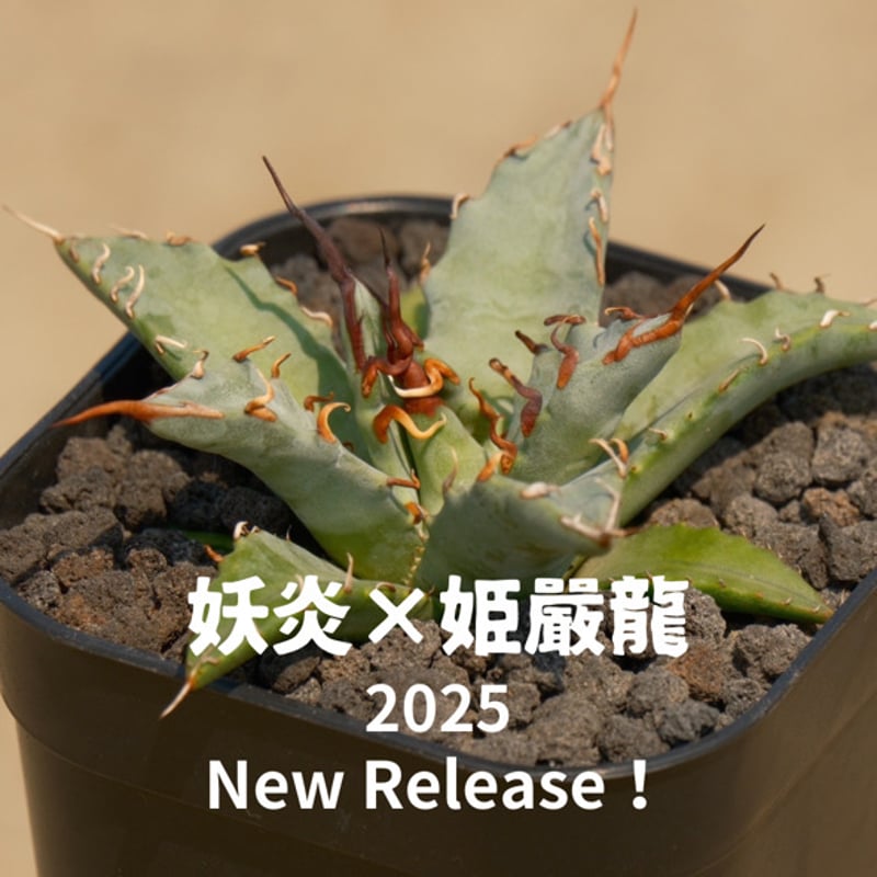 アガベ ハイブリッド 妖炎×姫厳竜/ Y×H-17 | アガベ専門店 モンスター