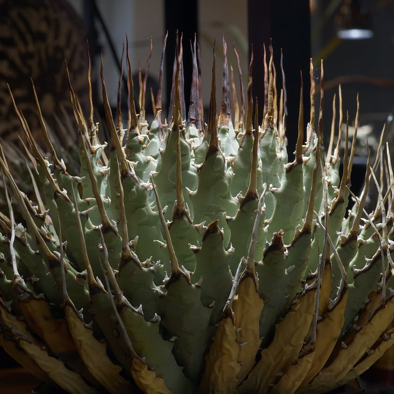 アガベ ユタエンシス エボリスピナ / ES-18 | アガベ専門店 モンスター