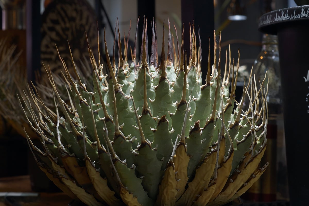 アガベ ユタエンシス エボリスピナ / ES-18 | アガベ専門店 モンスター