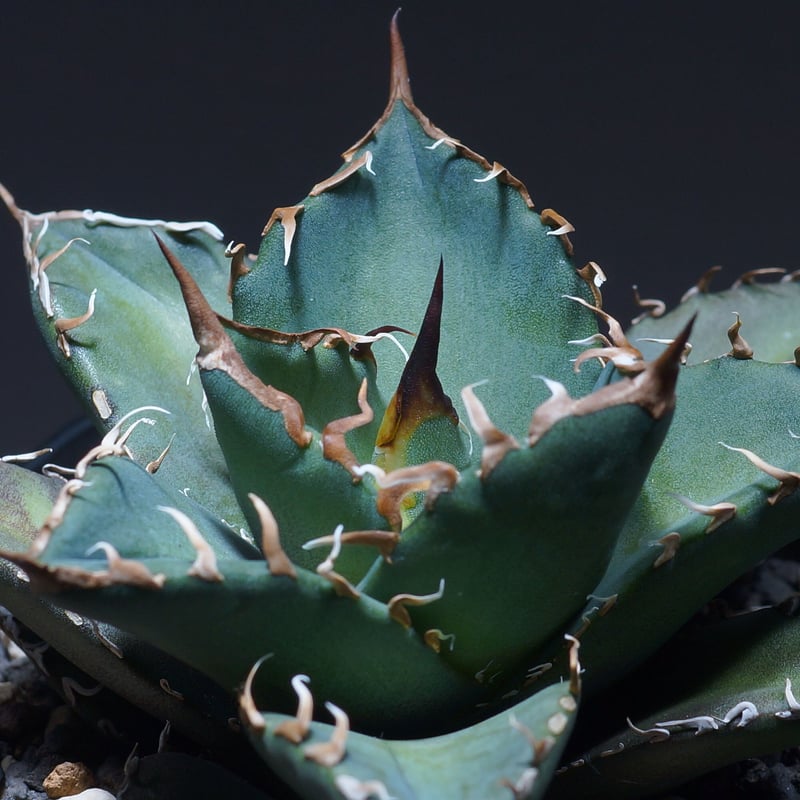 厳選希少株】アガベ シャークソウイ 子株（SS-03）インドネシア輸入株