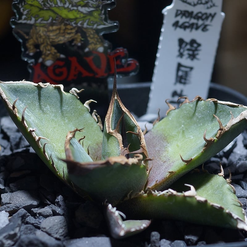 アガベ セット売り④ 緑犀牛、ウリエル実生 アガベ チタノタ 緑犀牛/ Dragon Agave産 GR-01 | アガベ専門店