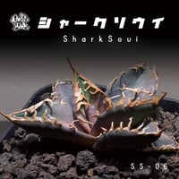 アガベ チタノタ シャークソウイ 子株 SS-06