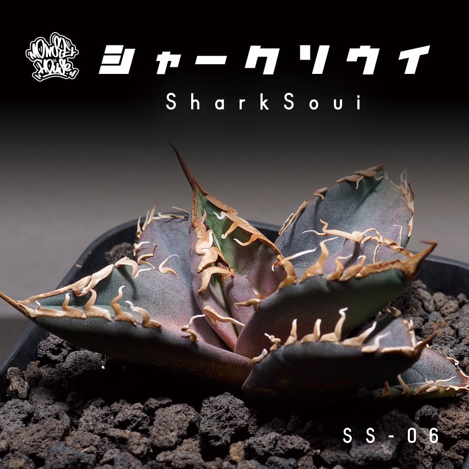 アガベチタノタ　シャークソウイ fit=scale-down,w=1200