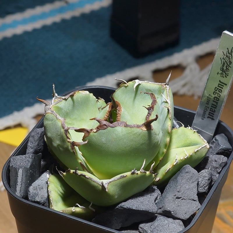 アガベ チタノタ ジャガーノート / JN-03 | アガベ専門店 モンスターハウス