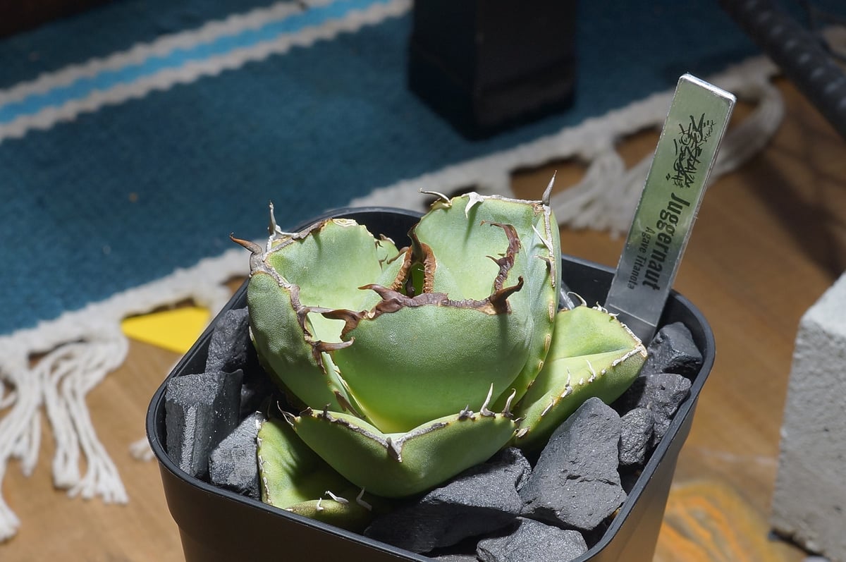 アガベ チタノタ ジャガーノート / JN-03 | アガベ専門店 モンスターハウス