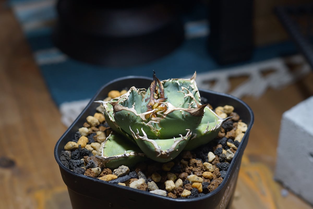 fit=scale-down,w=1200