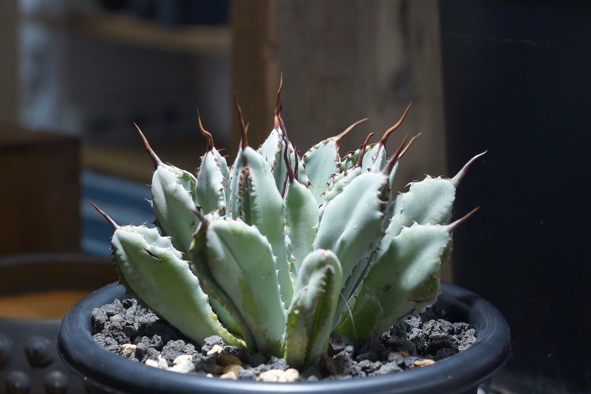 多肉植物　発根済み　「Agave potatorum 'Cubic'」 アガベ ポタトラム キュービック / Agave potatorum cubic / PC-