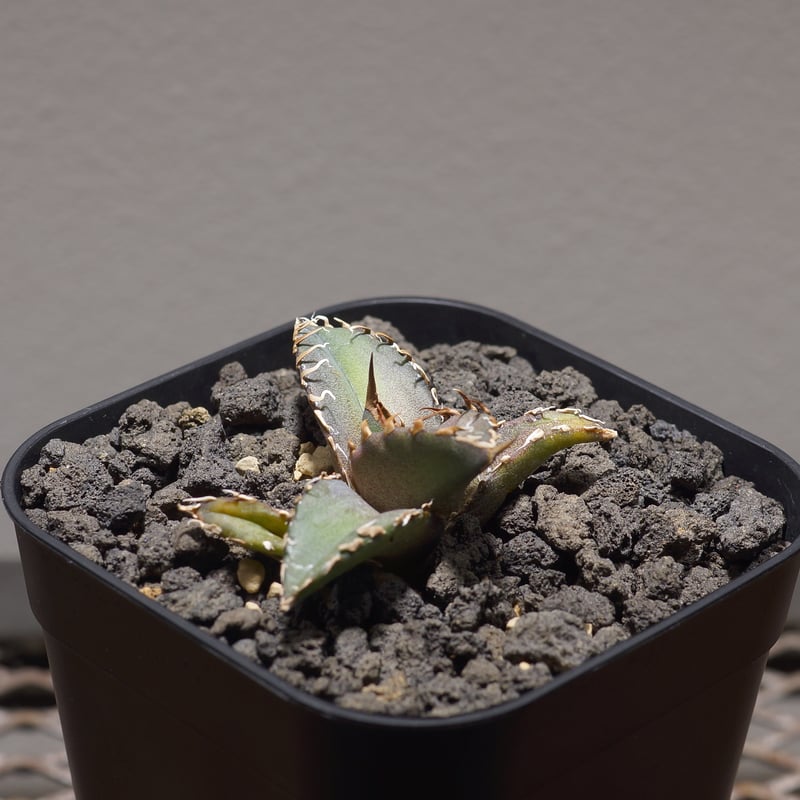 アガベ チタノタ sharkshoui シャークソウイDennis020 千鳥影 アガベ チタノタ sharkshoui シャークソウイDennis020 千鳥影