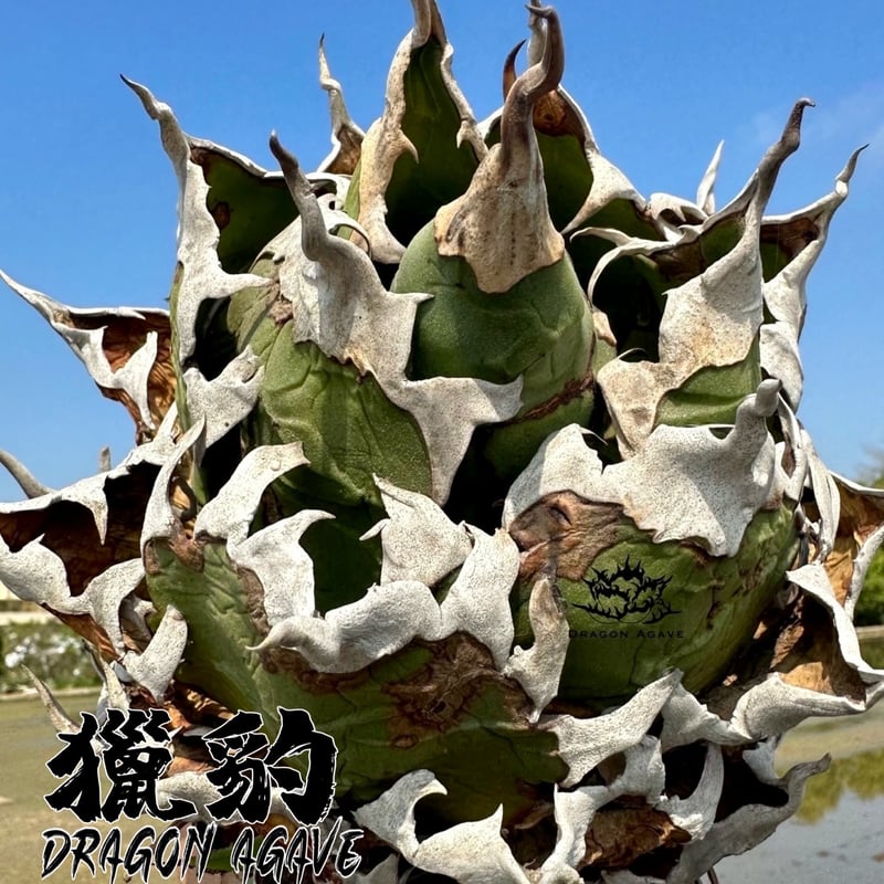 【珍品】キアゲハ（メス、チベット産） アガベ チタノタ 猟豹/ Dragon Agave産 ct-02 | アガベ専門店