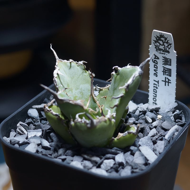 Berlin産　毒蛇　アガベ　チタノタ　子株 発根済 福建省産 アガベ チタノタ 毒蛇 Agave Titanota Viper
