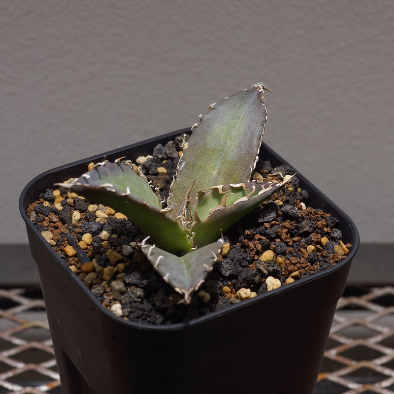 アガベ チタノタ 白鯨/ww-20 | アガベ専門店 モンスターハウス