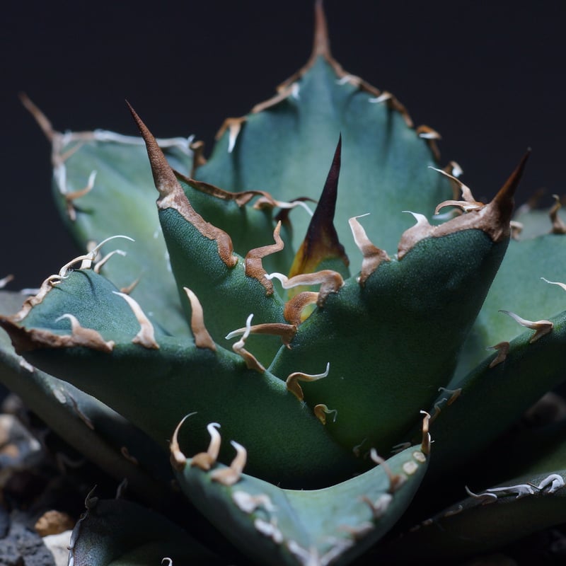 厳選希少株】アガベ シャークソウイ 子株（SS-03）インドネシア輸入株